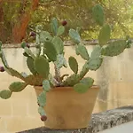 Tatil Evi Casa Lauretta - Terrazza Con Idromassaggio - Garage Wifi E Bici Gratuite Lecce