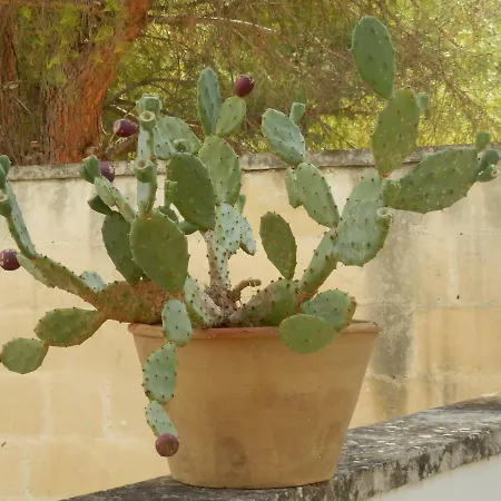 Hébergement de vacances Casa Lauretta - Terrazza Con Idromassaggio - Garage Wifi E Bici Gratuite Lecce