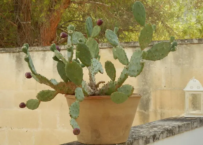 Casa vacanze Casa Lauretta - Terrazza - Garage Wifi E Bici Gratuite Lecce